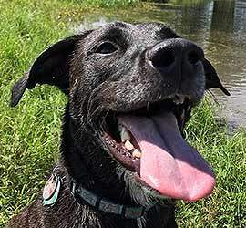 Country Dogs Facility Comforts