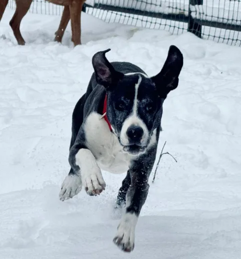 finding a good fit for your dog at country dogs